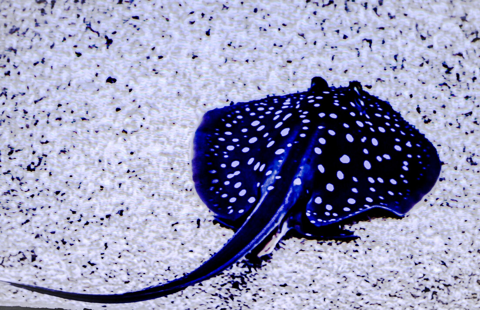 Sting Ray