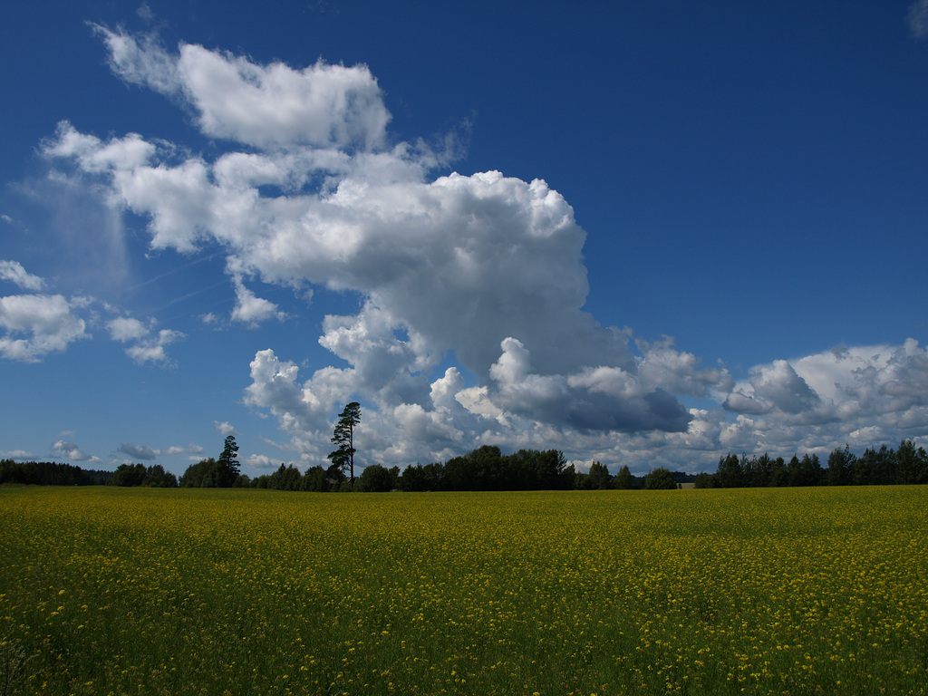 Vataker, Sandefjord