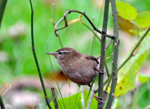 Troglodyte mignon (2)