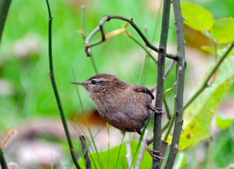 Troglodyte mignon (2)