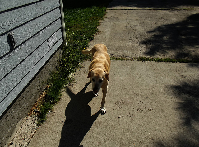 Eclipse dog