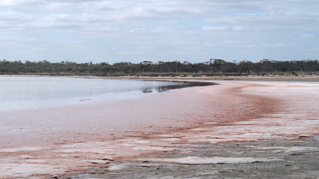 Pink lakeside