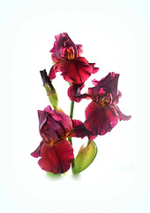 Iris rouge cuivré