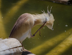 parc aux oiseaux Villars les Dombes