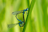 Common Bluetail-DSA 7798