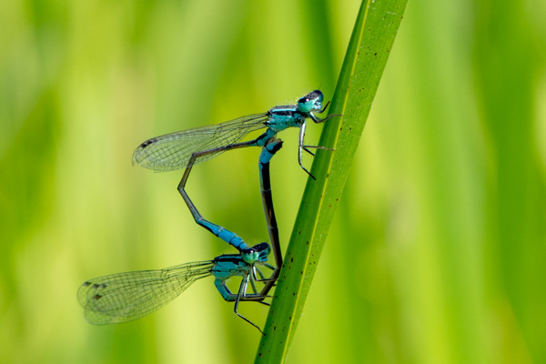 Common Bluetail-DSA 7798