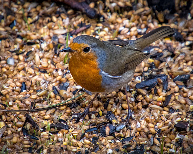 A robin at Thurstaston country park