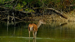 La biche blessée.