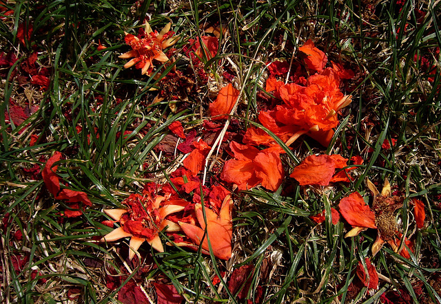 color magic and the pomegranate tree (PIPs)