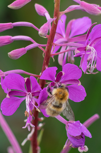 Carder Bee portrait