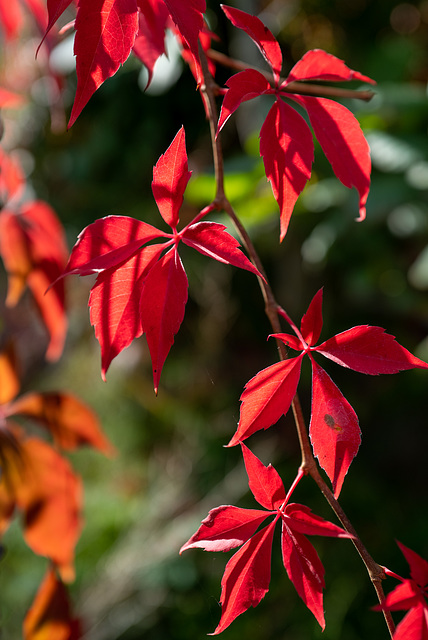 Parthenocissus quinquefolia