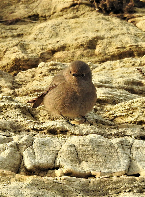 Black Redstart (Phoenicurus ochruros)