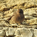 Black Redstart (Phoenicurus ochruros)