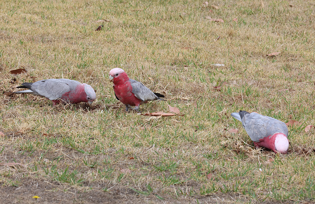 Galah in Penguin