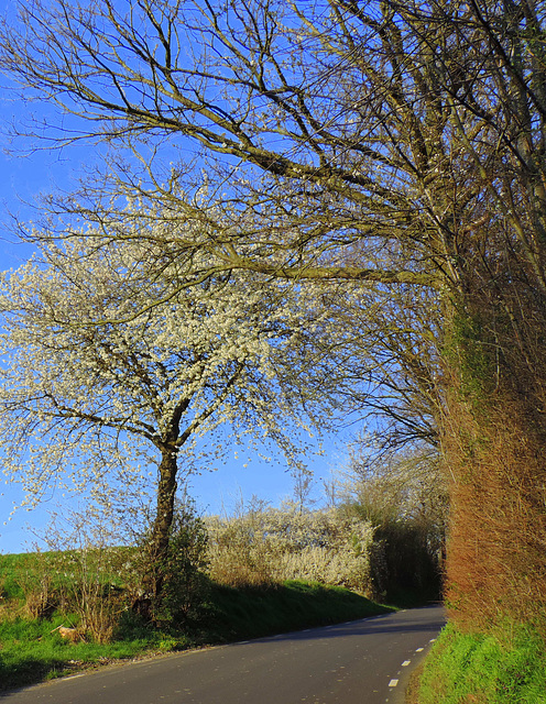 Spring tunnel