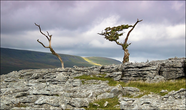 Another tree from me
