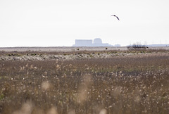 Sizewell across the marshes