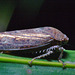 2015ColPart1IMG 9125froghopper
