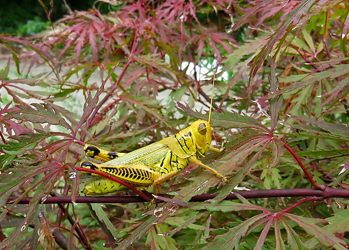 Differential Grasshopper