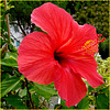 Il mio Hibiscus -