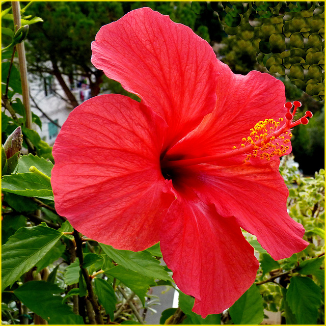 Il mio Hibiscus -