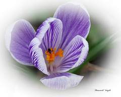 Krokus mit Klein Käfer