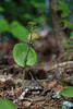 Malaxis unifolia (Green Adder's-mouth orchid)