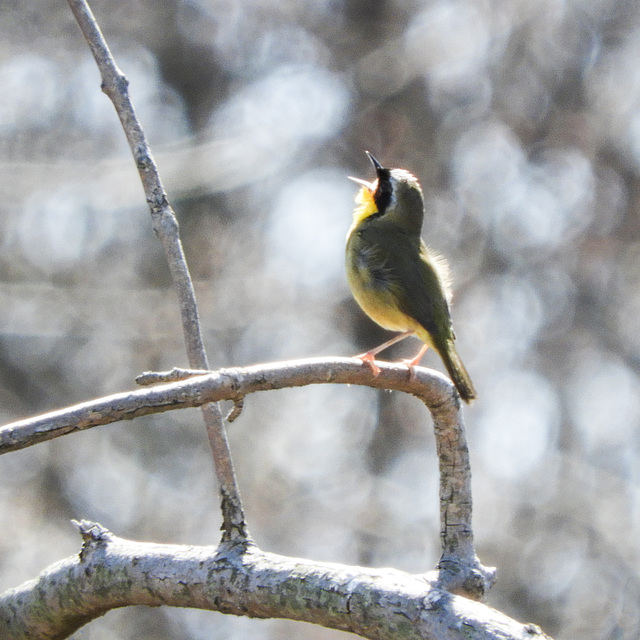 Common Yellowthroat, Rondeau