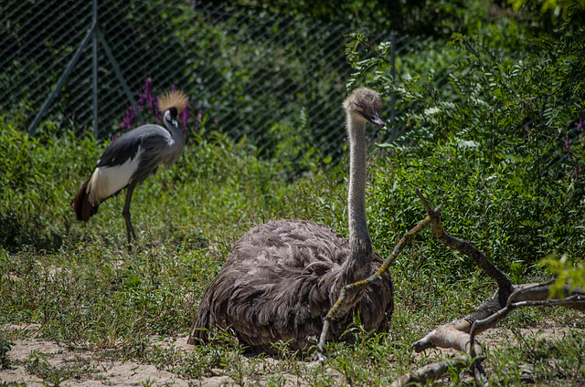 parc aux oiseaux Villars les Dombes