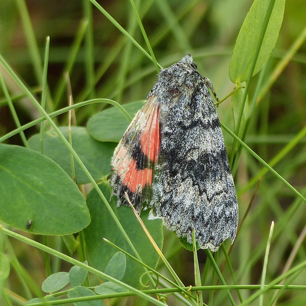 Once-married Underwing / Catocala unijuga, left front wing missing