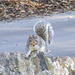 Squirrel on the Rocks 12