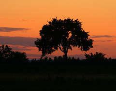 43/50 l'orme de M. Charbonneau, Mr. Charbonneau's elm tree