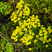 20210501 0116CPw [D~LIP] Zypressen-Wolfsmilch (Euphorbia cyparissias), Bad Salzuflen