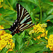 Butterfly. 6262009
