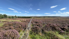 Dava Moor