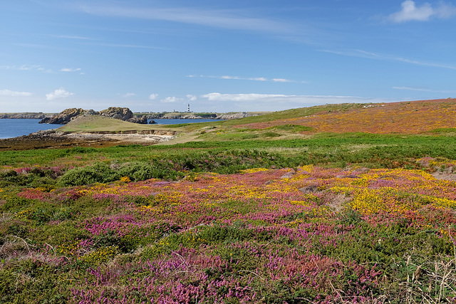 Landes de Ouessant