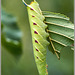 Pre-stage of a Lime hawkmoth