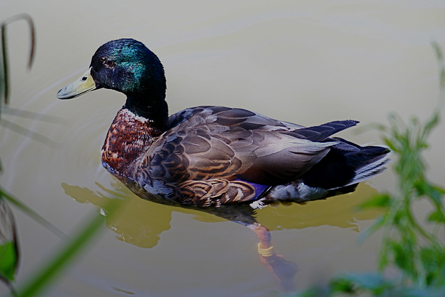 Mallard