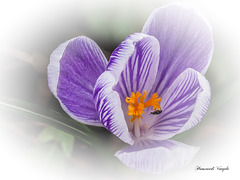 Krokus mit Klein Käfer