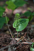 Malaxis unifolia (Green Adder's-mouth orchid)