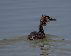 parc aux oiseaux Villars les Dombes