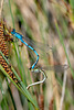 Common Bluet-DSA 7977