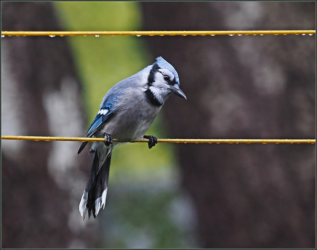 He's just waiting for me to put down the camera and put the peanuts out