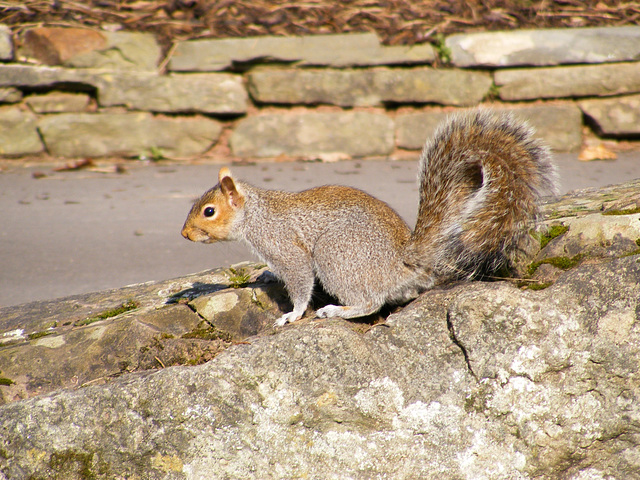 Squirrel on the Rocks 13