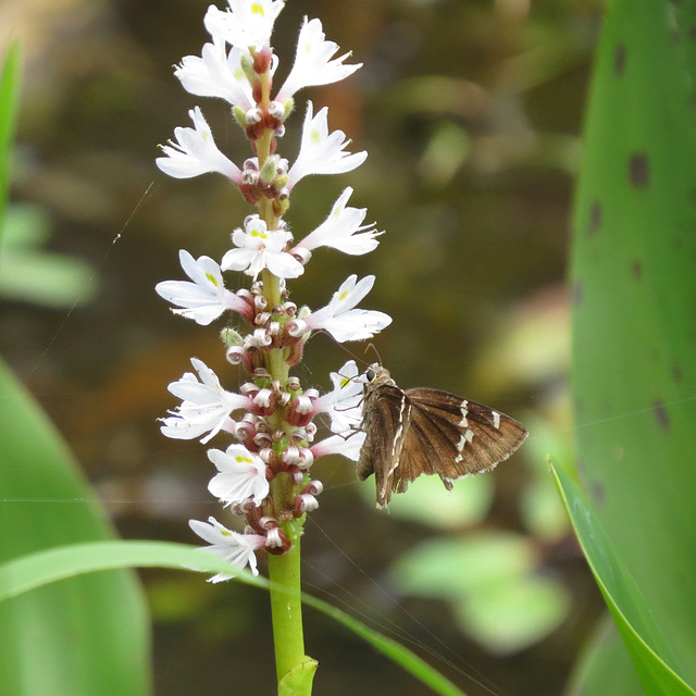 Skipper on Pontederia flowers