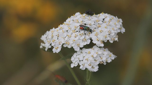 Chrysis ignita