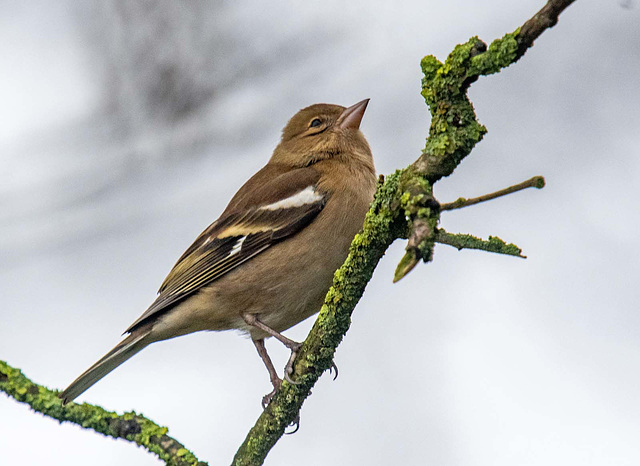 Chaffinch