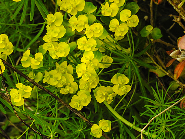 20210501 0117CPw [D~LIP] Zypressen-Wolfsmilch (Euphorbia cyparissias), Bad Salzuflen