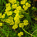 20210501 0117CPw [D~LIP] Zypressen-Wolfsmilch (Euphorbia cyparissias), Bad Salzuflen