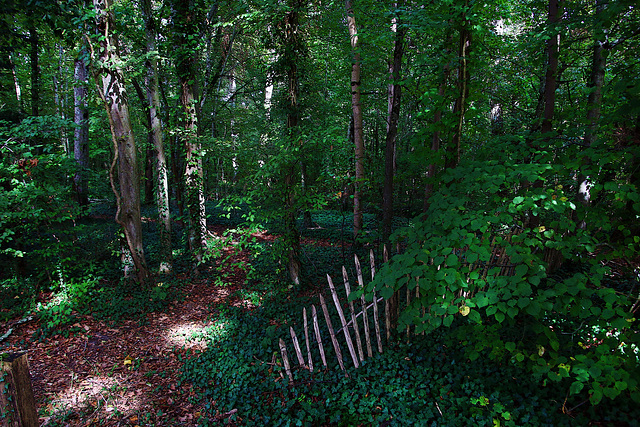 Flux de lumière à travers la canopée de la forêt tropicale d'Orléans  .